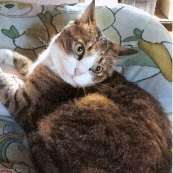 その他の猫種　かわいいポーズ