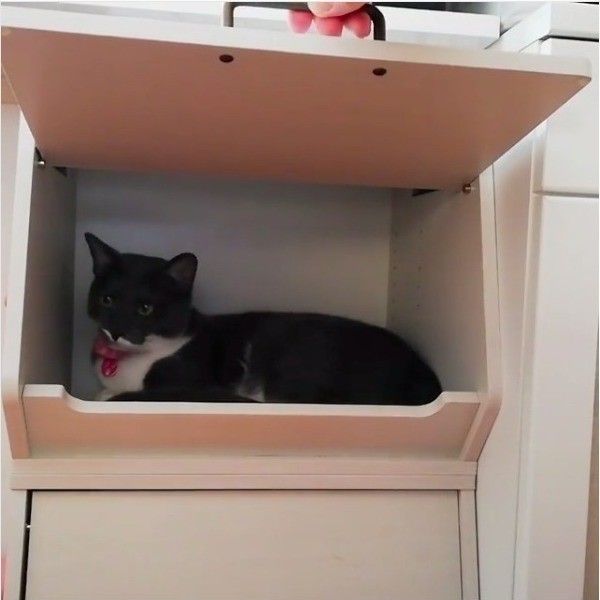 かくれんぼ大好きニャンコ