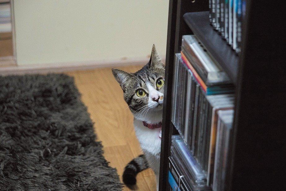 撮影／中川文作