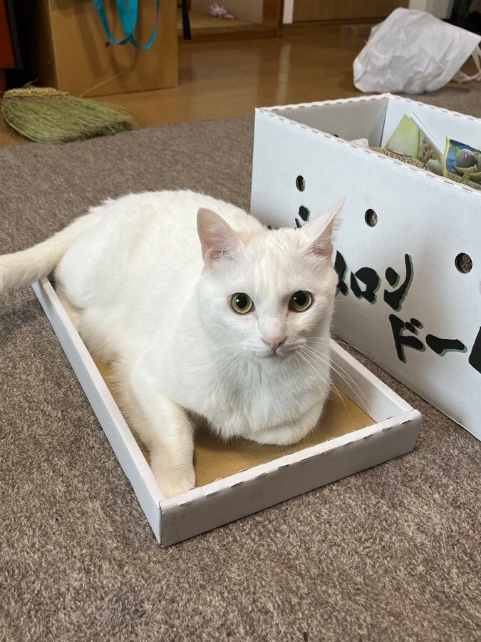 箱の蓋の上に乗る猫