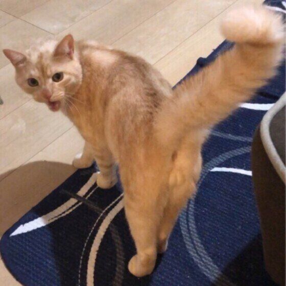 Mix（茶トラ）のジンくん♪