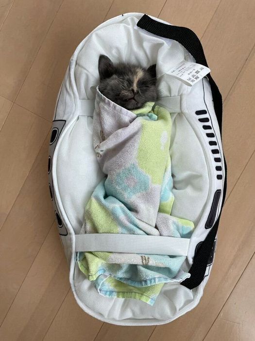 ぐっすり眠るうにちゃん