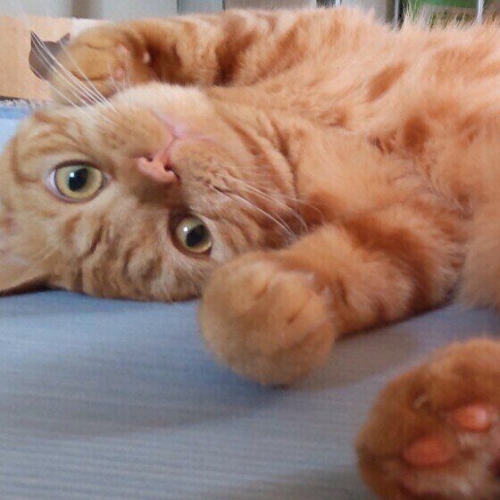 スコティッシュフォールドのラテちゃん