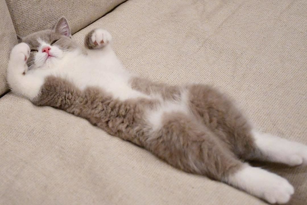 ブリティッシュショートヘアのチロルちゃん