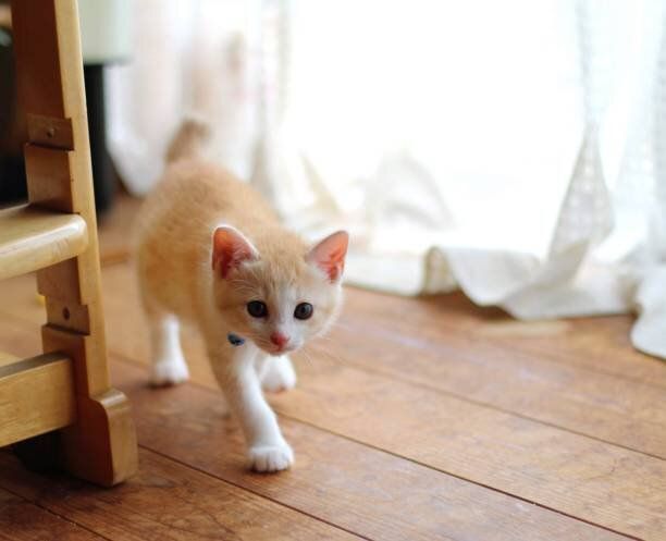 歩いている子猫