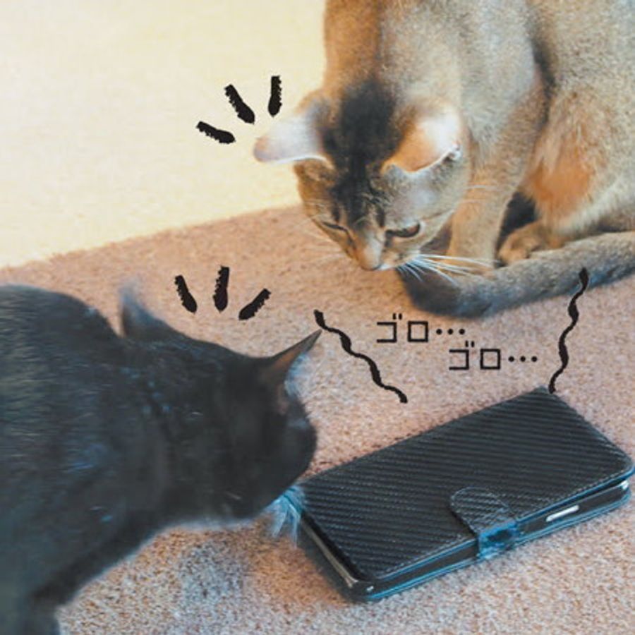 猫と 音 の不思議な関係 猫のリラックス効果を検証してみました ねこのきもちweb Magazine 猫と 音 の不思議な関係 猫のリラックス効果を検証してみました ねこのきもちweb Magazine