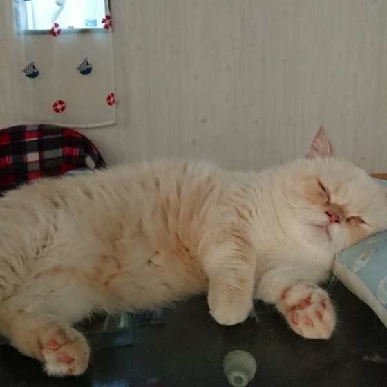 スヤスヤ……さねすけくん