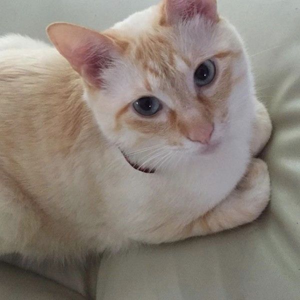 自力でごはんをゲットするニャンコ