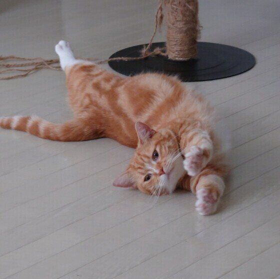 伸びるたびくん（マンチカン）