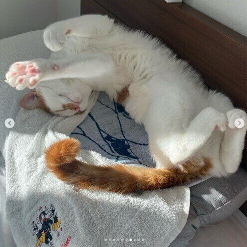 へそ天で寝る白茶猫のよいちくん