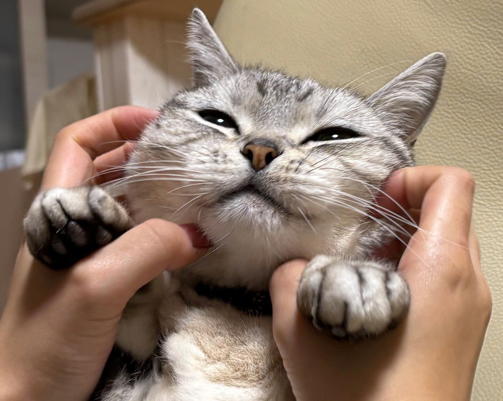 娘さんに揉まれるサスケくん