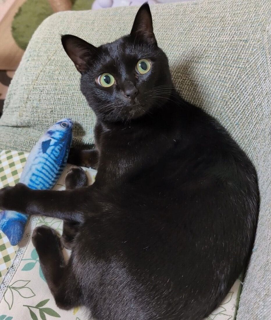 見つめるロコくん