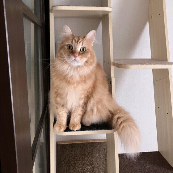 サイベリアンのだいずくん