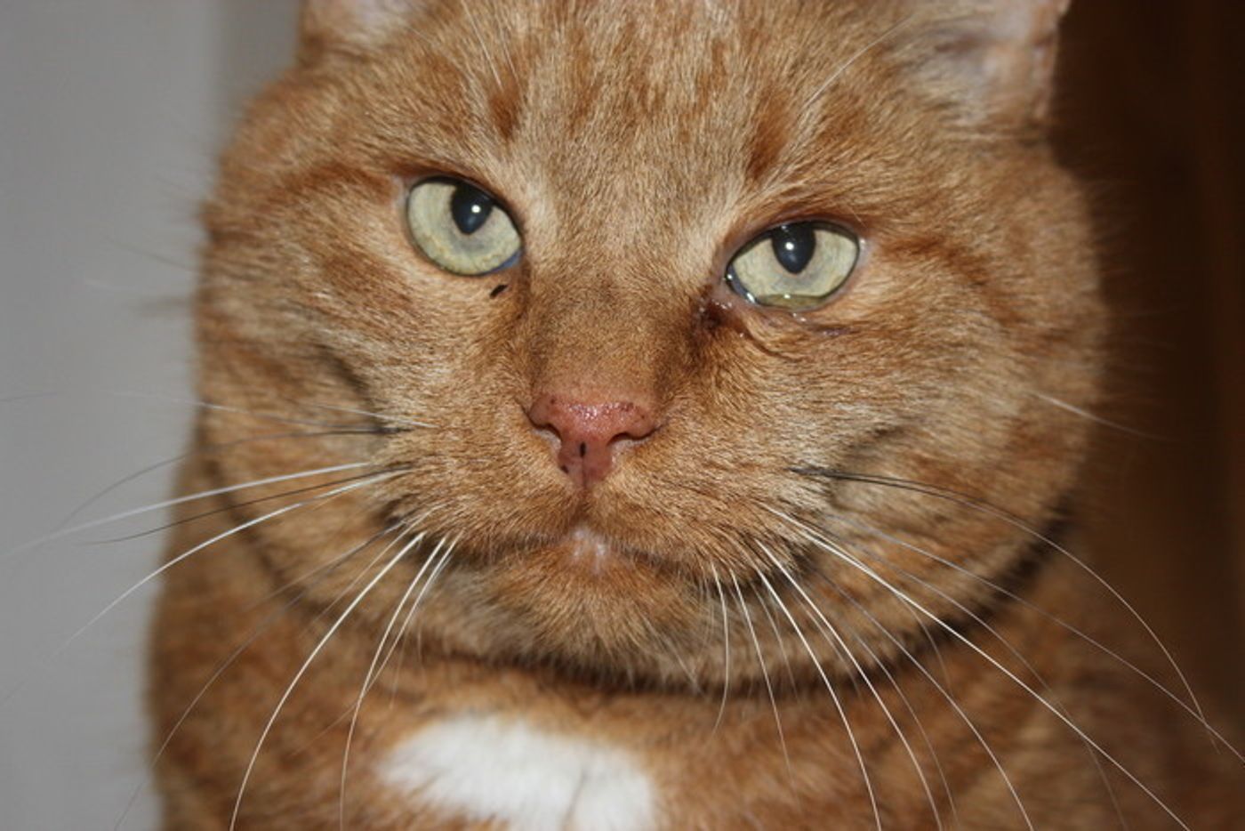 獣医師監修 猫の涙目でわかる病気は 原因と症状 治療法まで ねこのきもちweb Magazine 獣医師監修 猫の涙目でわかる病気は 原因と症状 治療法まで ねこのきもちweb Magazine