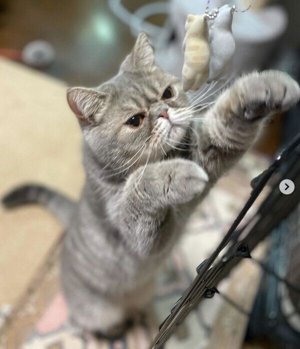 カプセルトイ「つまんだねこ3　マスコットボールチェーン」