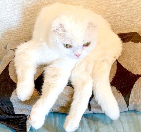 謎の座り方をするむくちゃん