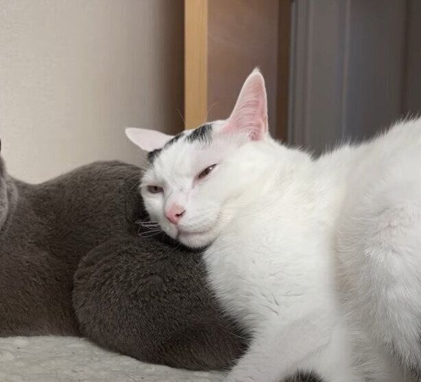 幸せそうなチロちゃん