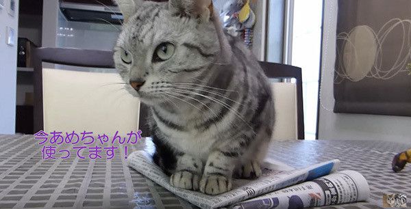 新聞に乗る猫