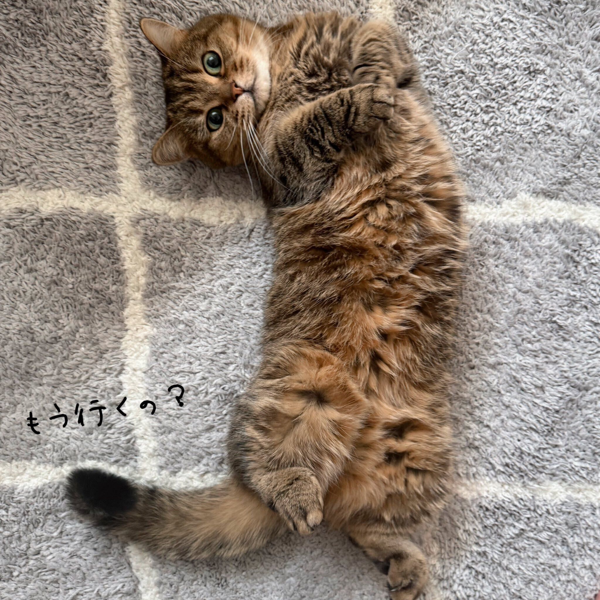 あざといポーズで飼い主さんを誘うきなこちゃん