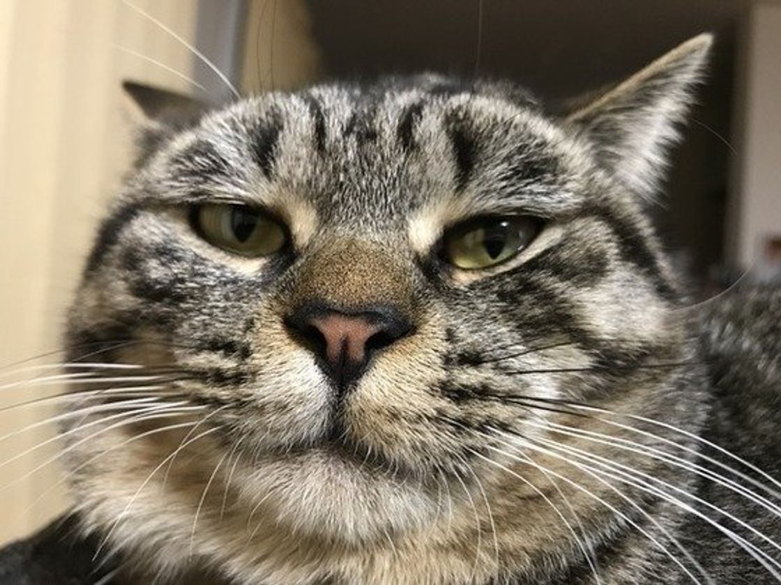 猫の 反省していない ようなあのしぐさ じつは 猫なりに理由があった ねこのきもちweb Magazine 猫の 反省していない ようなあのしぐさ じつは 猫なりに理由があった ねこのきもちweb Magazine