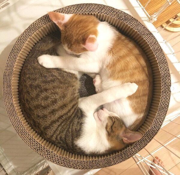 くっついて眠る椋くんと櫁くん