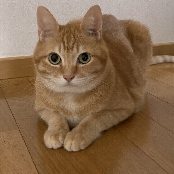 ミックスのバロンくん