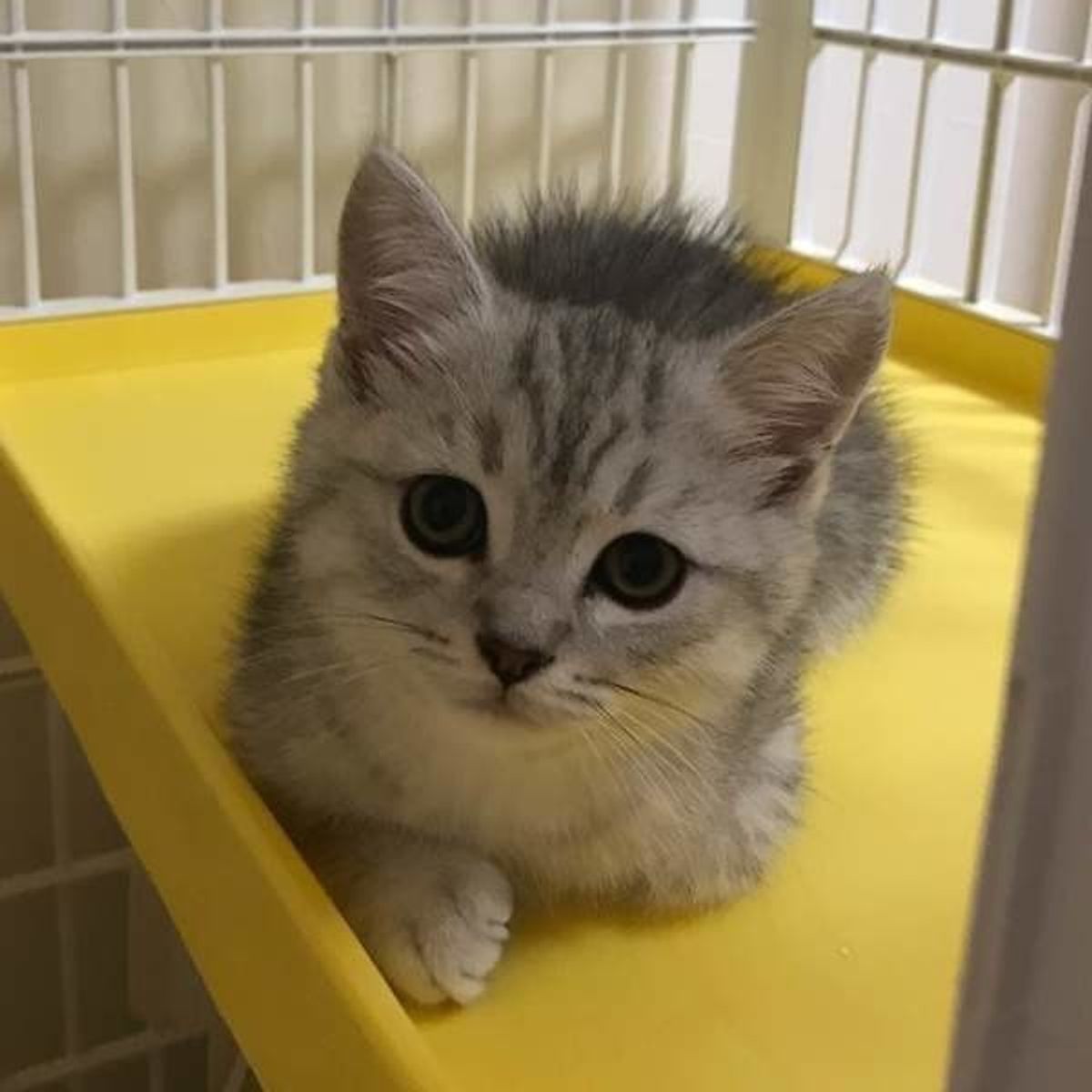 獣医師監修 猫の迎え入れ前に 快適な生活スペース 部屋作りのポイント ねこのきもちweb Magazine 獣医師監修 猫の迎え入れ前に 快適な生活スペース 部屋作りのポイント ねこのきもちweb Magazine