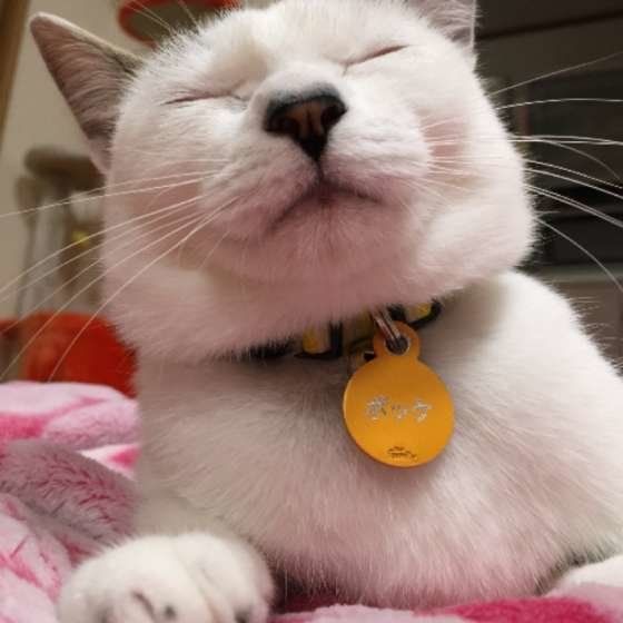 眠い……ポッケちゃん