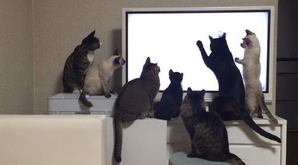 YouTubeを鑑賞する猫