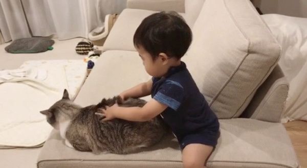 マッサージされる猫