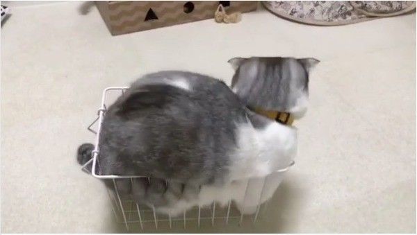 カゴに入りたいニャンコ