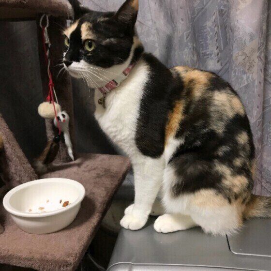 ごはんを食べる猫