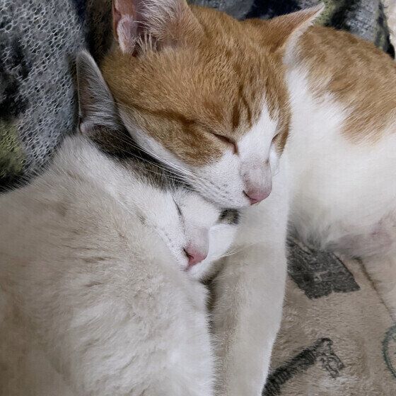 寄り添って寝ている2匹の猫