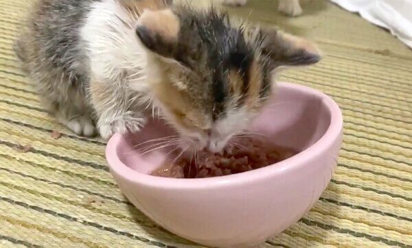 ごはんを食べるものこちゃん