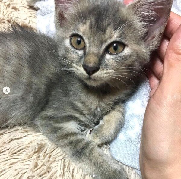 保護当時のくぅちゃん