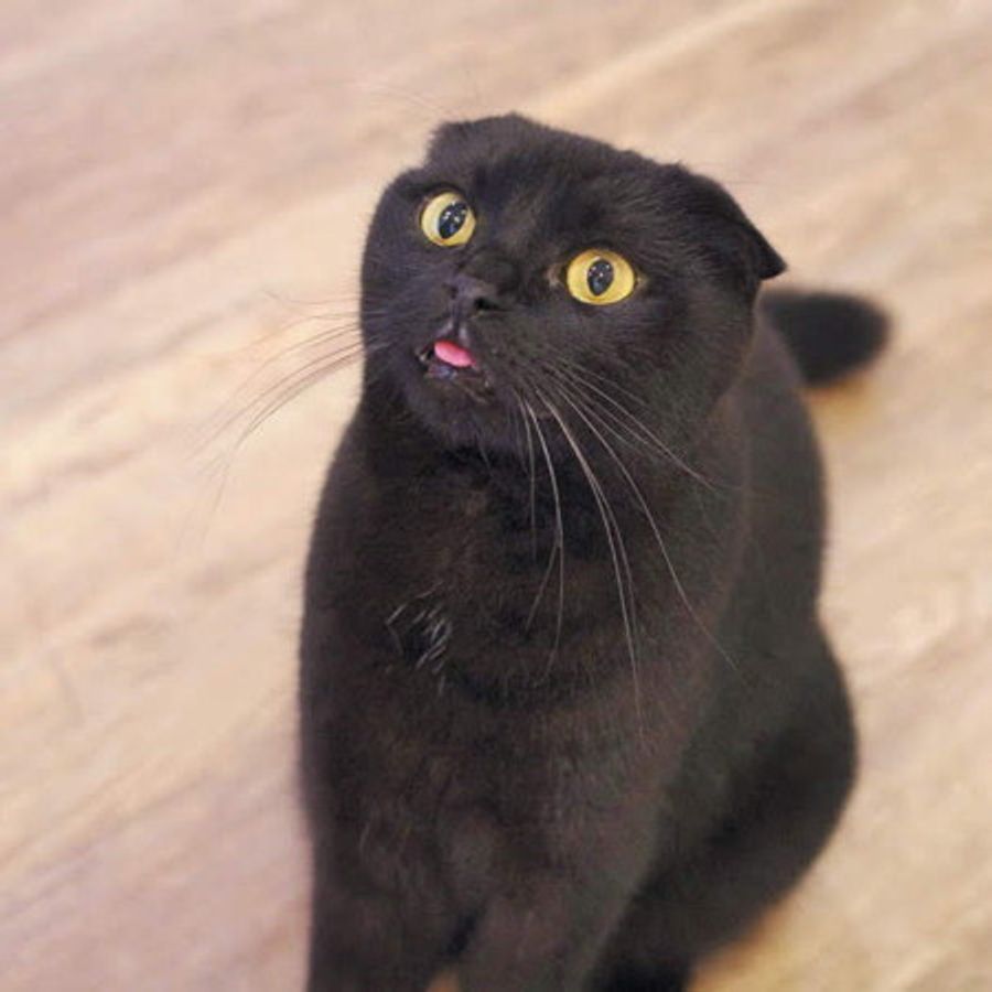 チョロ見え がかわいい猫の舌 その知られざる秘密は ねこのきもちweb Magazine チョロ見え がかわいい猫の舌 その知られざる秘密は ねこのきもちweb Magazine