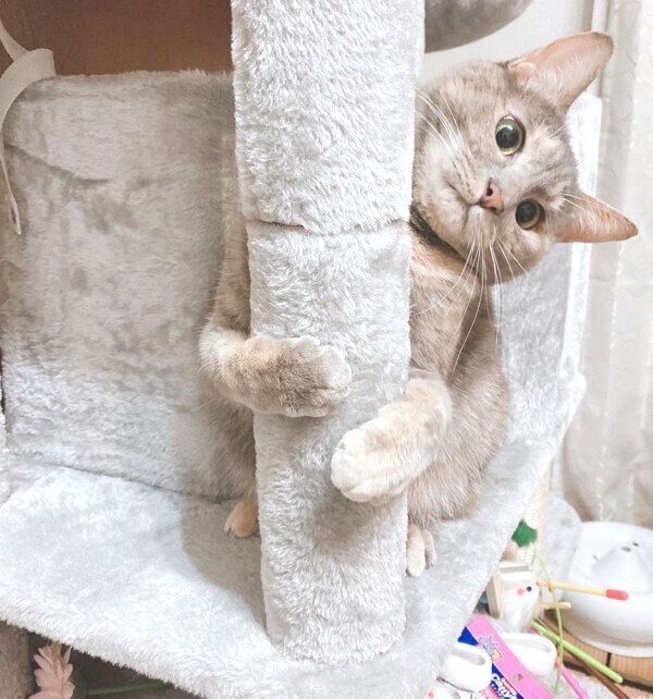 キャットタワーをギュッとするくぅちゃん
