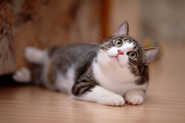 ストライプにホワイトの猫ます。