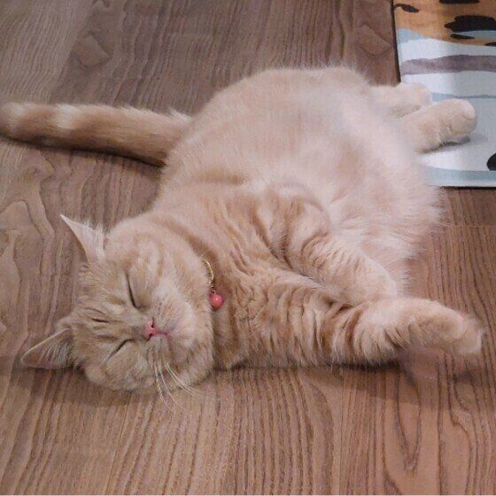 マンチカンのももちゃん