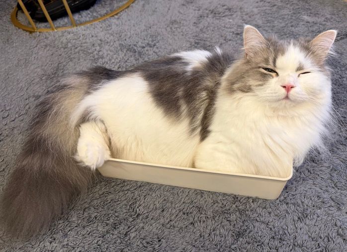 まったりするあめちゃん