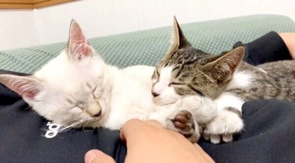 1日違いで保護された2匹の子猫 血の繋がりがないのを感じさせない 兄妹愛 に感動 ねこのきもちweb Magazine 1日違いで保護された2匹の子猫 血の繋がりがないのを感じさせない 兄妹愛 に感動 ねこのきもちweb Magazine