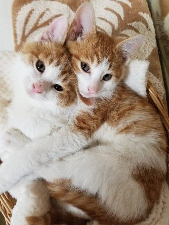 2匹でくっついている子猫