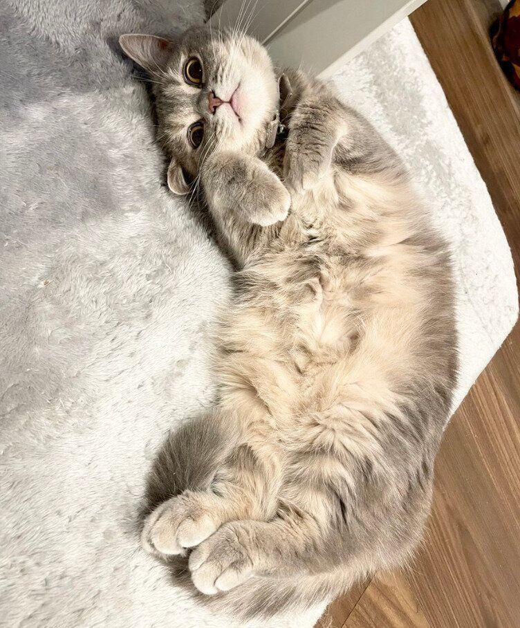 可愛いポーズをするおんぷちゃん