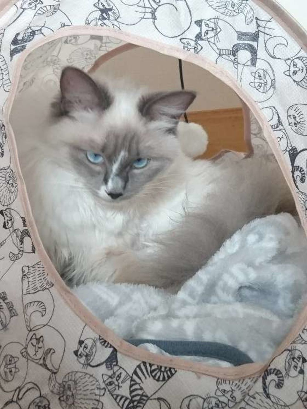 人にはあるけど 猫にはないこんな 気持ち ねこのきもちweb Magazine 人にはあるけど 猫にはないこんな 気持ち ねこのきもちweb Magazine