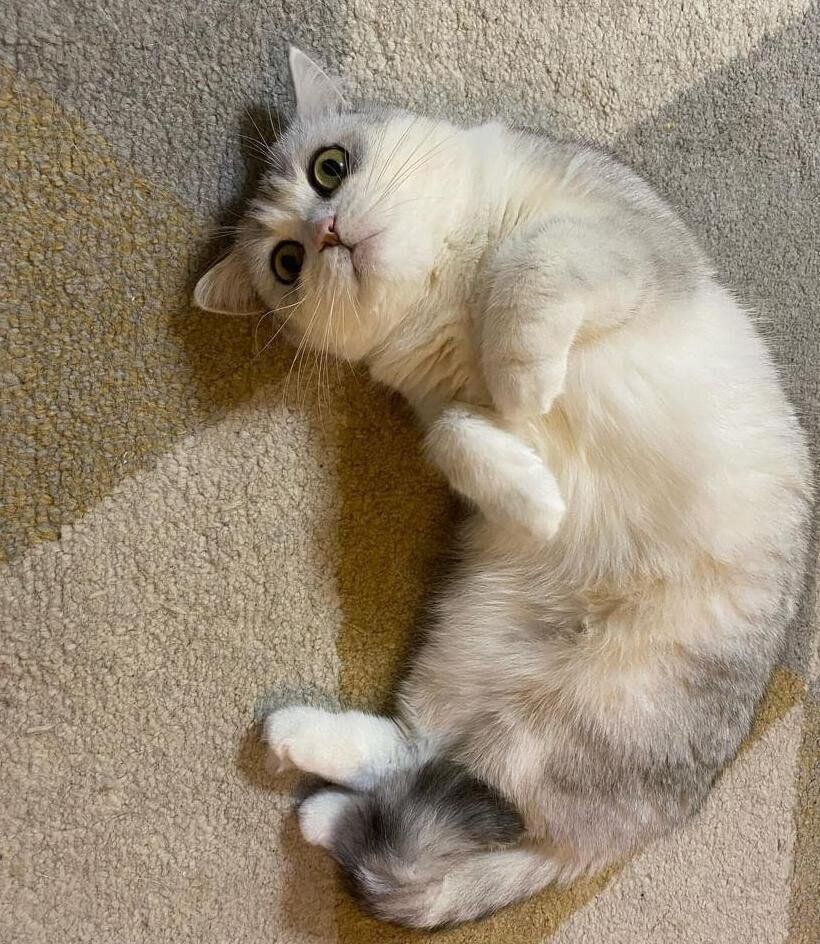 寝転がるネギトロちゃん