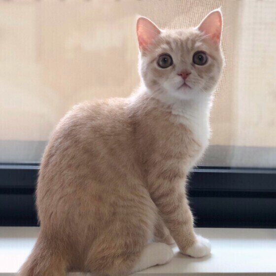 窓際にいるエキゾチックS