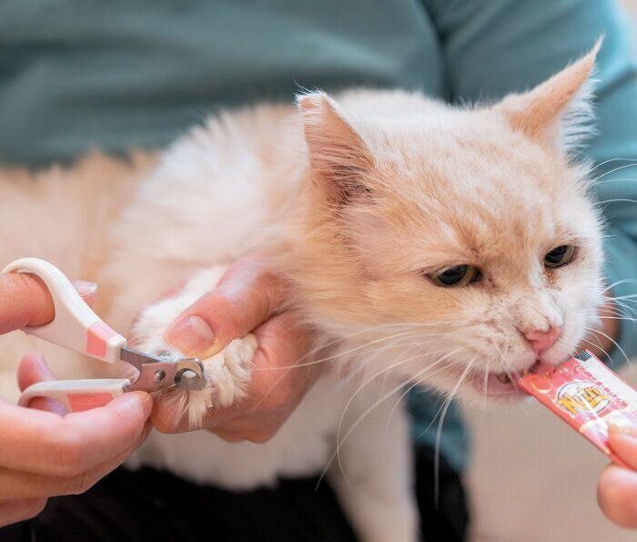 爪切りギライな猫