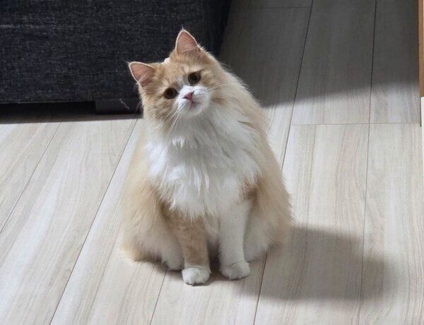 遊び待ちのマシュちゃん