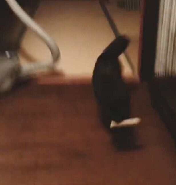 オモチャを持ってくる猫別府くん
