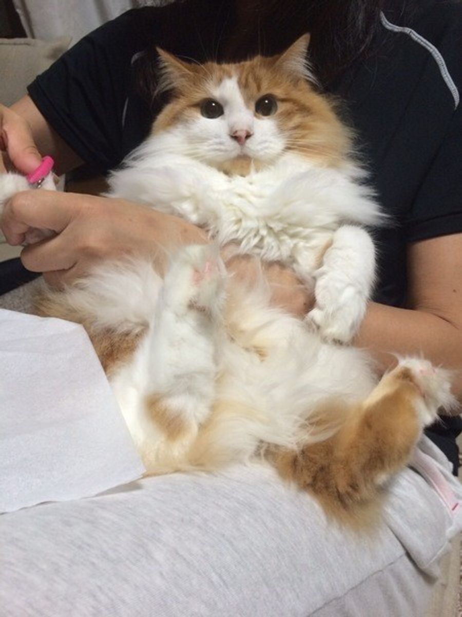 猫の爪切りって必要なの 嫌がる理由や対処法などのギモンを解決 ねこのきもちweb Magazine 猫の爪切りって必要なの 嫌がる理由や対処法などのギモンを解決 ねこのきもちweb Magazine